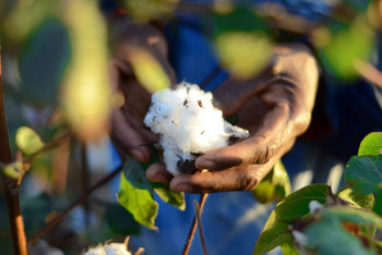 Фотография к новости: Запасы хлопка в мире сокращаются из-за жары