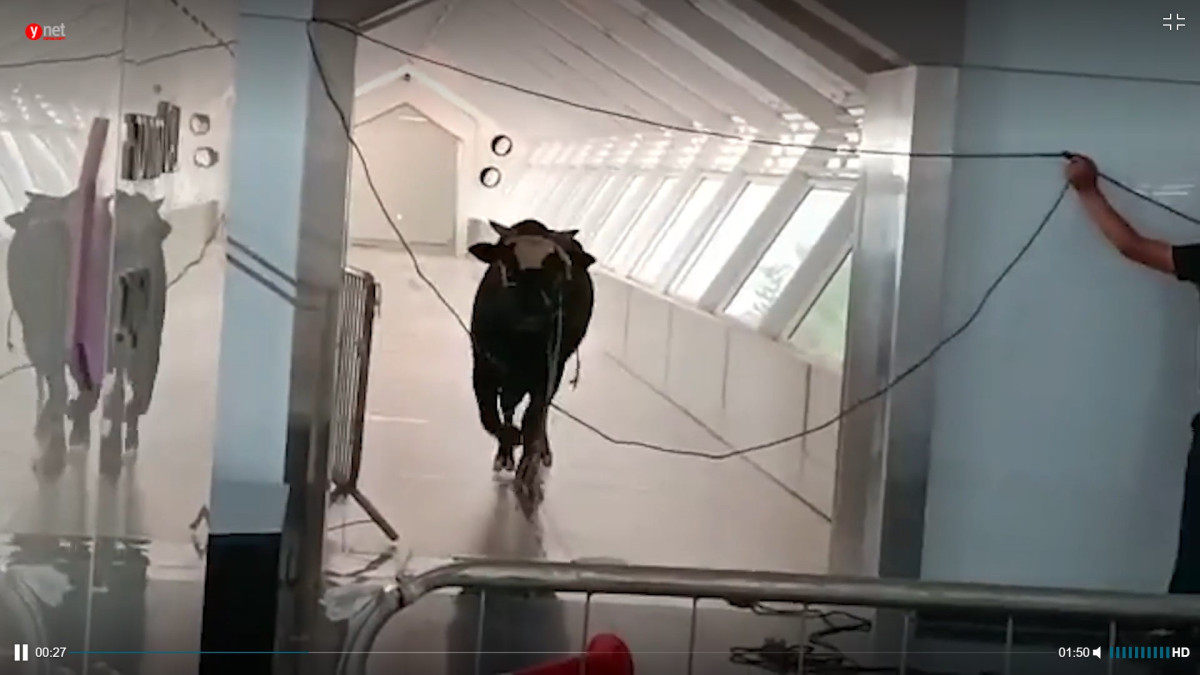 Скриншот из видео