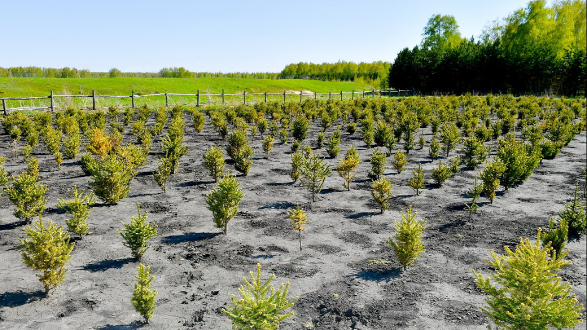 Петропавловск.kz