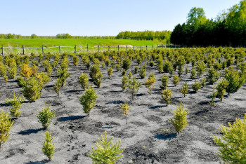 "Зелёная повестка": посадка деревьев в Казахстане под угрозой срыва из-за слабого финансирования