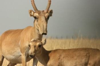 В Казахстане могут разрешить охоту на сайгаков