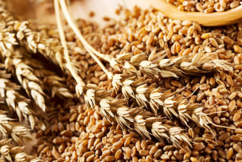 Зерна в Казахстане достаточно для продбезопасности - Минсельхоз