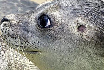 Фотография к новости: Эколог объяснил причину нападения тюленей на Каспии