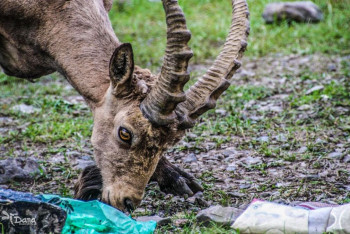 Фотография к новости: Жующих мусор горных козлов сняли на фото в нацпарке Казахстана