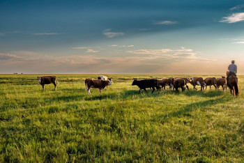 Фотография к новости: 60 тысяч гектаров пастбищных угодий в Жамбылской области возвращены государству