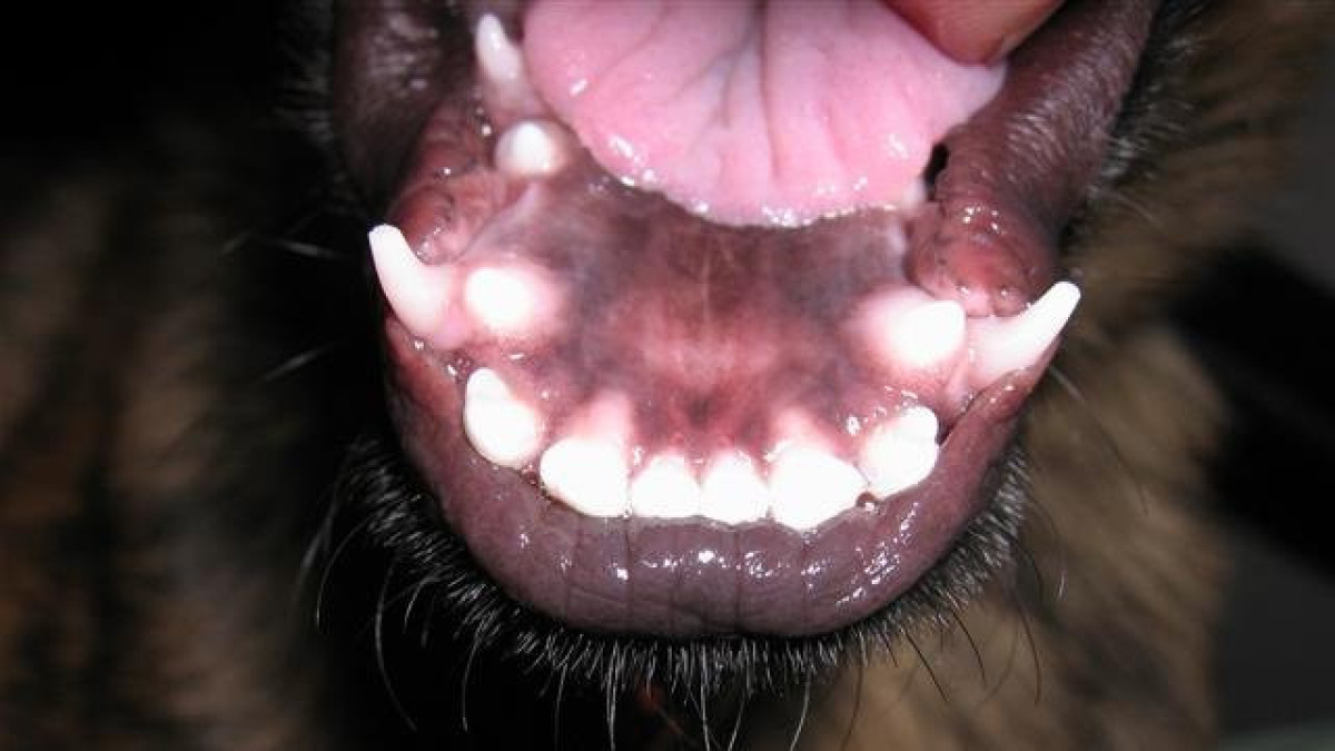 Бультерьер напал на детей в Актобе