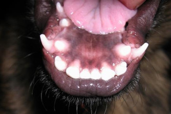 Фотография к новости: Бультерьер напал на детей в Актобе