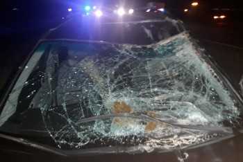 Фотография к новости: Lexus столкнулся с верблюдом в Атырауской области