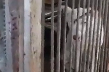 Фотография к новости: Уголовное дело после публикации в соцсетях завели о жестоком обращении с животными