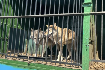 Зоозащитники проверили передвижной зоопарк в Атырау после жалоб в соцсетях