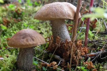 Фотография к новости: Какой будет погода в Казахстане 28 августа