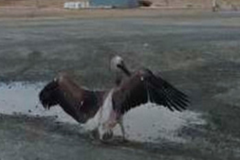 Фотография к новости: Пеликан гулял среди людей на заправке в Актюбинской области