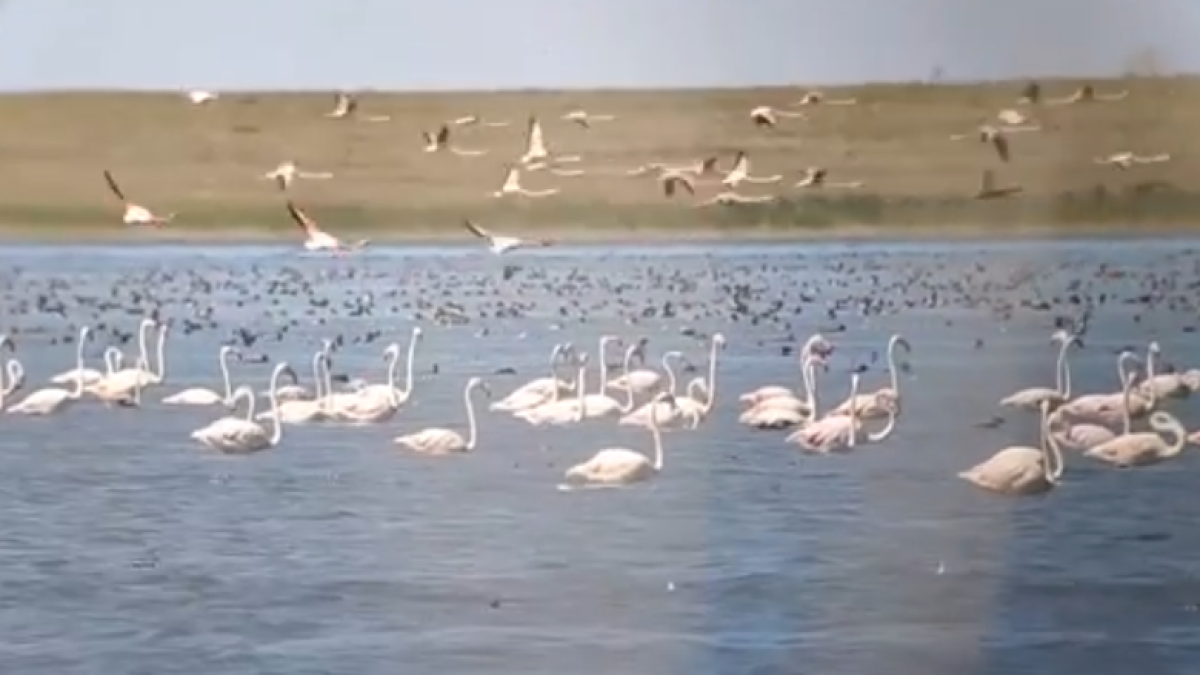 скриншот видео