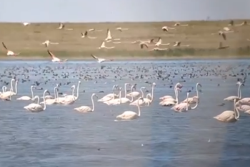Фотография к новости: Тысячи краснокнижных птиц сняли на видео в Коргалжынском заповеднике