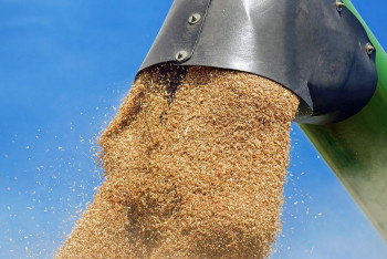 Фотография к новости: Российское зерно может обрушить рынок Казахстана