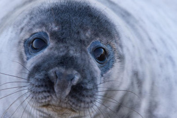 Фотография к новости: Для каспийских тюленей хотят создать три государственных природных резервата