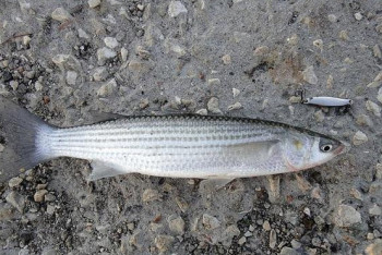 Фотография к новости: Тысячи тушек погибшей рыбы сняли на видео на берегу Каспия