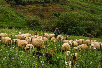 Фотография к новости: Кыргызского пастуха задержали за незаконный переход границы с Казахстаном