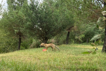 Фотография к новости: Агрессивная лиса отобрала еду у отдыхающих в парке в Шымкенте