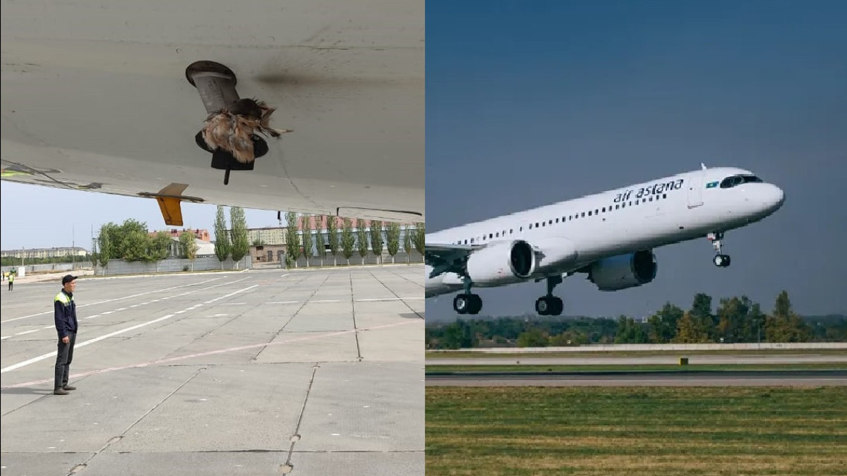 Air Astana насчитала 100 птиц, столкнувшихся с самолётами авиакомпании