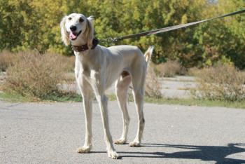 Фотография к новости: Сохранение пород собак тазы и тобет переходит под патронаж Управления делами президента