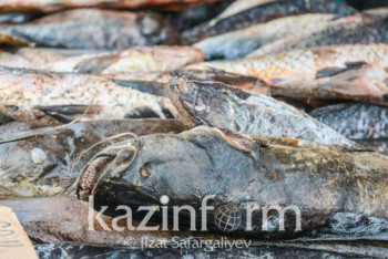 Фотография к новости: Мёртвая кефаль на Каспии: факт подтвердился, ищут причины