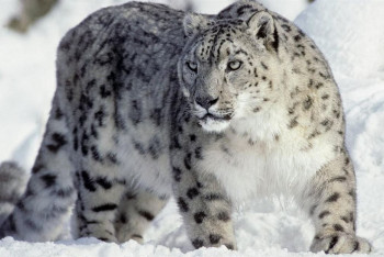 Фотография к новости: Снежные барсы живут в черте современных границ Алматы - зоолог