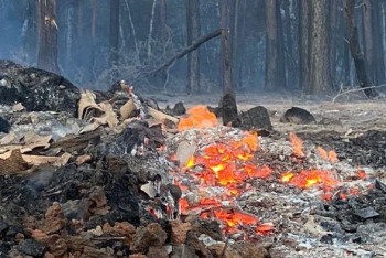 Пять лет уйдёт на восстановление сгоревшего леса в Костанайской области — эксперт
