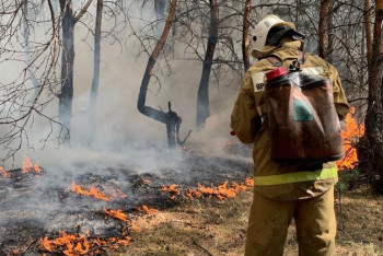 За уничтожение лесов грозит уголовная ответственность — МВД
