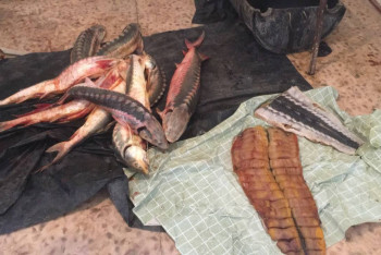 Фотография к новости: Браконьера с 50 килограммами осетрины задержали в Мангистау