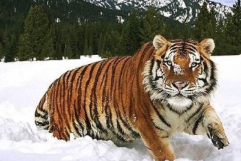 Фотография к новости: Путин заявил, что Казахстан может вернуть тигров в Центральную Азию уже в 2025 году