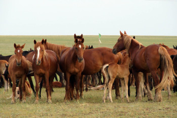 Фотография к новости: В Казахстане стали реже похищать скот — МВД