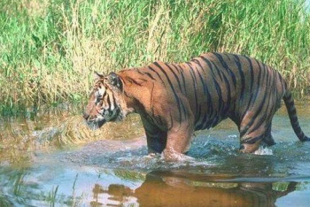 Фотография к новости: Казахстан представил программу возвращения тигра "домой" на Международном форуме