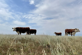 Фотография к новости: Сибирская язва выявлена в Костанайской области