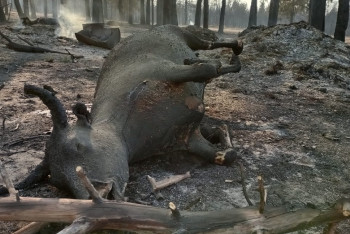 Сколько скота погибло при пожарах в Костанайской области