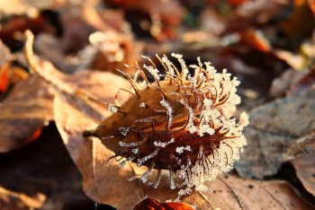 Фотография к новости: Заморозки в Нур-Султане и шести областях Казахстана прогнозируют синоптики