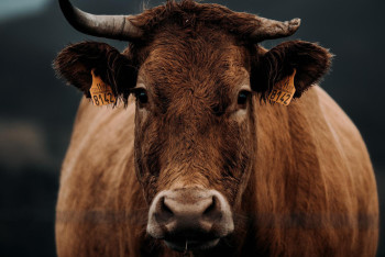 Фотография к новости: Более 3300 голов КРС были отправлены на убой из-за бруцеллёза в ЗКО