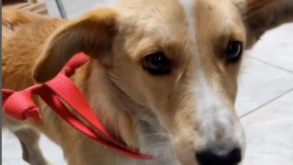 instagram/serdca_pavlodara_shelter