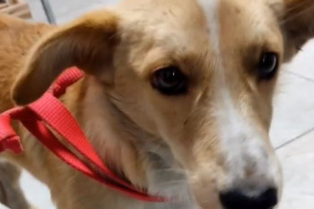 Фотография к новости: Для животных-погорельцев из Костанайской области ищут хозяев