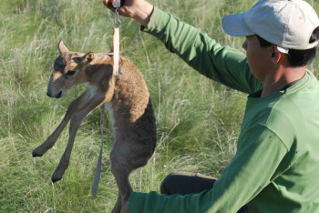 Фотография к новости: Питомник по разведению сайгаков предложили открыть китайские инвесторы в ЗКО