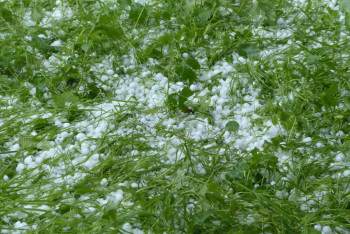 Фотография к новости: Град и дожди ожидаются на севере Казахстана