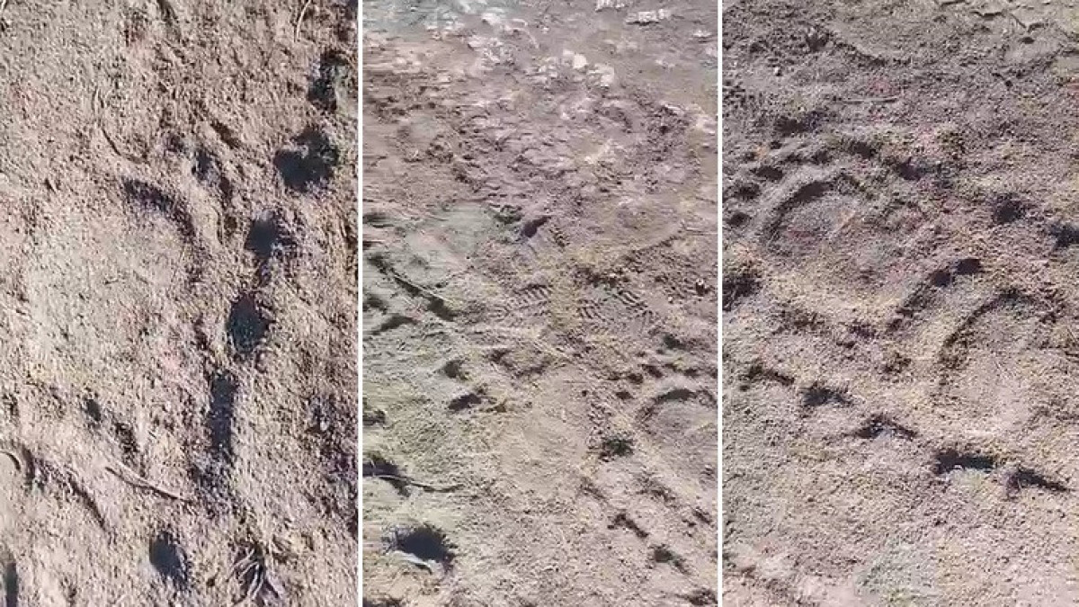 скриншот из видео