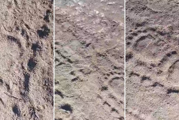 Фотография к новости: Сельчан напугали следы медведя вблизи населенного пункта в ВКО