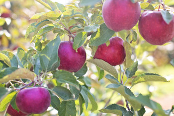 Фотография к новости: Застраховать сады и урожай яблок предлагает Минсельхоз