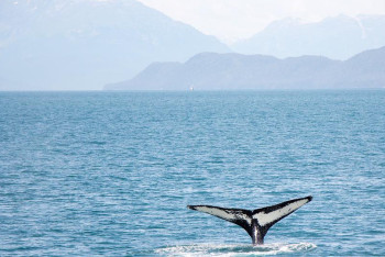 Фотография к новости: Пять человек погибли после столкновения лодки с китом в Новой Зеландии