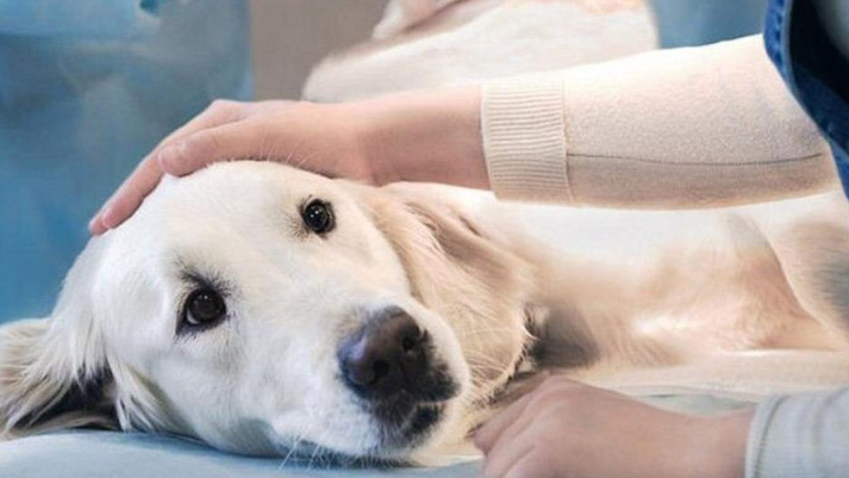 Бесплатная стерилизация кошек и собак в Нур-Султане. Куда обращаться