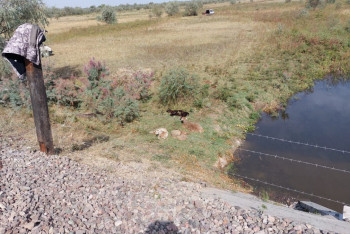 Фотография к новости: Поезд сбил более 120 овец в Алматинской области