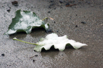 Фотография к новости: Мокрый снег прогнозируют синоптики в Казахстане 13 сентября