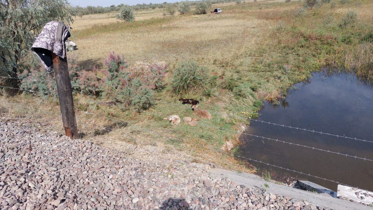 Поезд сбил более 120 овец в Алматинской области