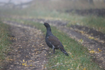 Фотография к новости: Немецкий орнитолог проводит перепись птиц в "Бурабае"